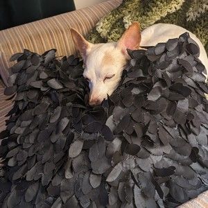 Meet your Posher, Trixie